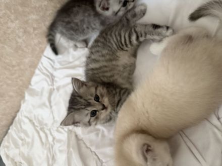 Bkh kitten zu verkaufen