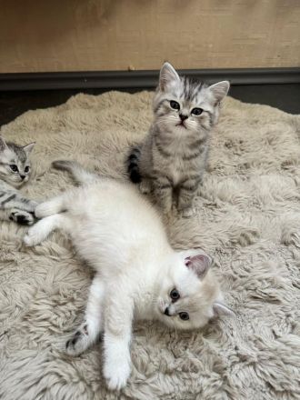 Nur noch 2 Bkh kitten übrig