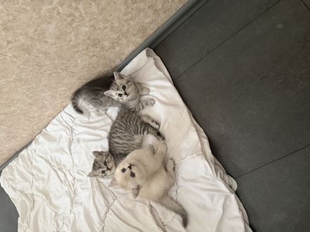 Bkh kitten zu verkaufen