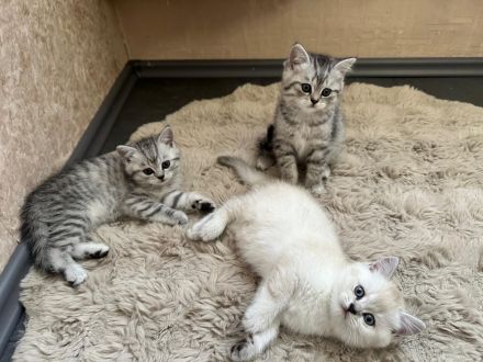 Nur noch 2 Bkh kitten übrig