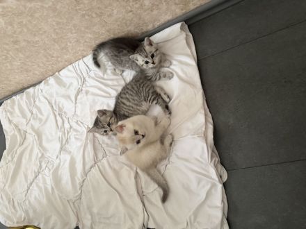 Bkh kitten zu verkaufen