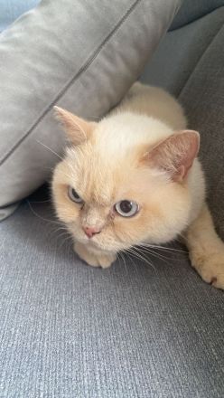 Kater „Zu verschenken!