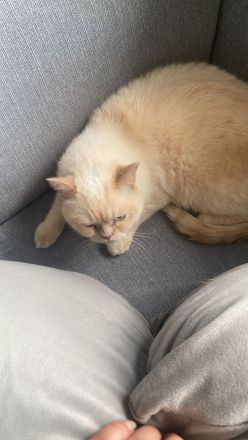 Kater „Zu verschenken!