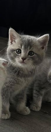 BKH Katerchen blue-golden-tabby ticked