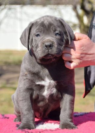 🐾 CANE CORSO WELPEN IN DEUTSCHLAND – LIEBEVOLLE FAMILIEN GESUCHT 🐾