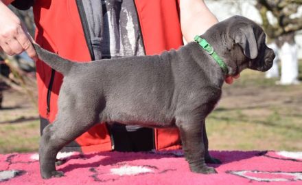 🐾 CANE CORSO WELPEN IN DEUTSCHLAND – LIEBEVOLLE FAMILIEN GESUCHT 🐾