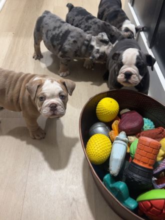 Typvolle Englische Bulldoggen-Welpen mit Ahnentafel – Rüden und Hündinnen