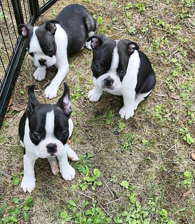 Boston Terrier Welpen