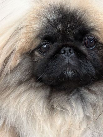 zuckersüßer Pekinese mit FCI Papieren