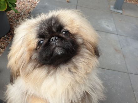 zuckersüßer Pekinese mit FCI Papieren