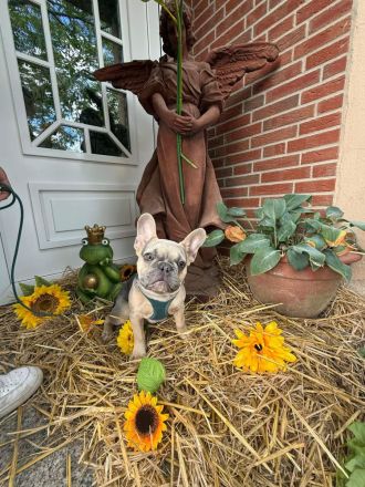 französische bulldogge