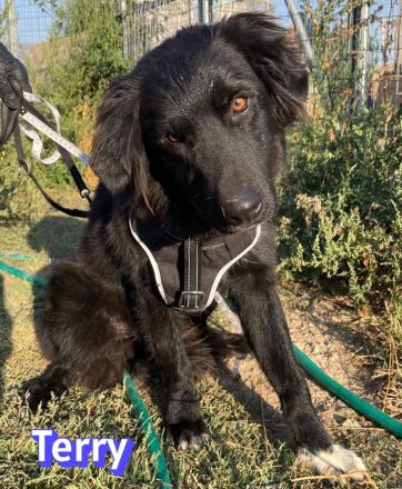 Terry, 09/24 - ruhiger, freundlicher Rüde sucht Familie
