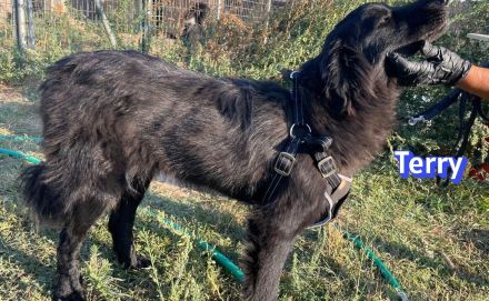 Terry, 09/24 - ruhiger, freundlicher Rüde sucht Familie