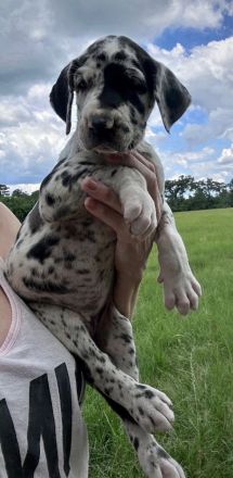 🐾 Wunderschöne Deutsche-Doggen-Welpen suchen liebevolle Familien! 🐾