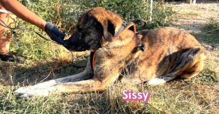 Sissy, 05/24 - sucht ihren Franz