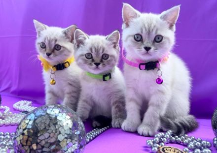 BKH Kitten exklusiv mit dem gewissen Etwas | Stammbaum & erweiterter Gentest der Mama