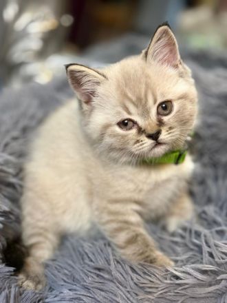 BKH Kitten - Nur noch 2! Reinrassig & einfach charmant und jetzt bereit zum Umziehen!