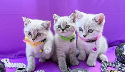 BKH Kitten exklusiv mit dem gewissen Etwas | Stammbaum & erweiterter Gentest der Mama