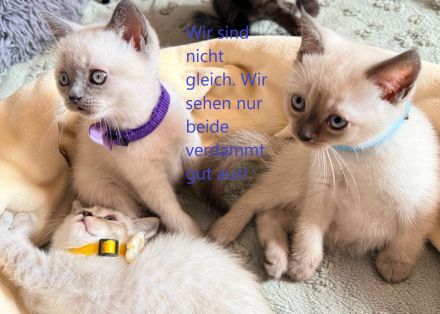 BKH Kitten-ein ganz besonderer Wurf