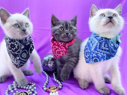 BKH Kitten exklusiv mit dem gewissen Etwas | Stammbaum & erweiterter Gentest der Mama
