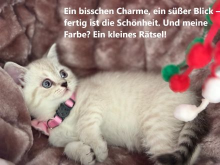 BKH Kitten-ein ganz besonderer Wurf