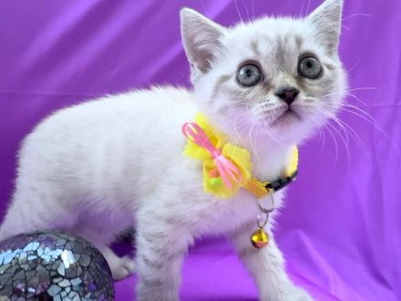 BKH Kitten - Nur noch 2! Reinrassig & einfach charmant und jetzt bereit zum Umziehen!