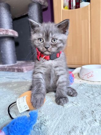 BKH Kitten exklusiv mit dem gewissen Etwas | Stammbaum & erweiterter Gentest der Mama