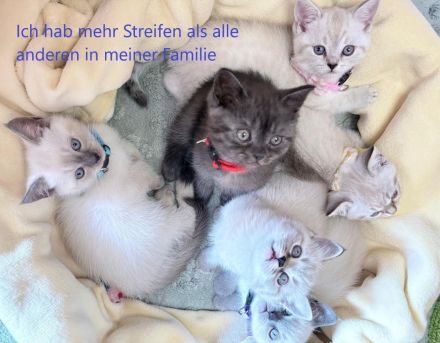 BKH Kitten-ein ganz besonderer Wurf