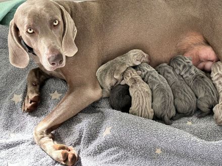 Weimaraner -Welpen aus behördlich genehmigter Hundezucht mit genetischer Auswertung
