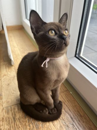 Reinrassige Burma Katzen