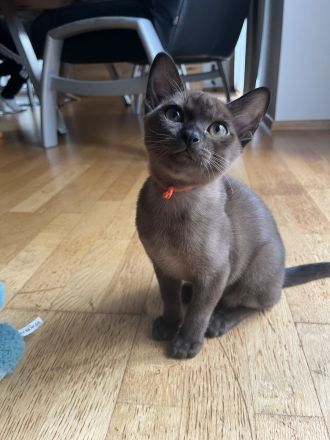 Reinrassige Burma Katzen