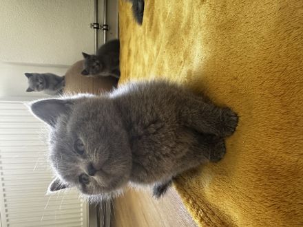 BKH Kitten zu verkaufen