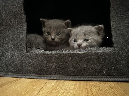BKH Kitten zu verkaufen