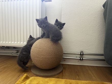 BKH Kitten zu verkaufen