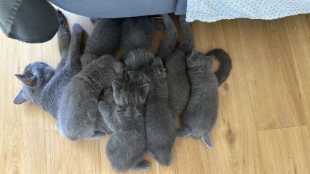 BKH Kitten zu verkaufen