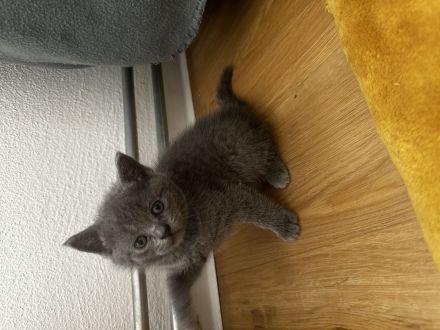 BKH Kitten zu verkaufen
