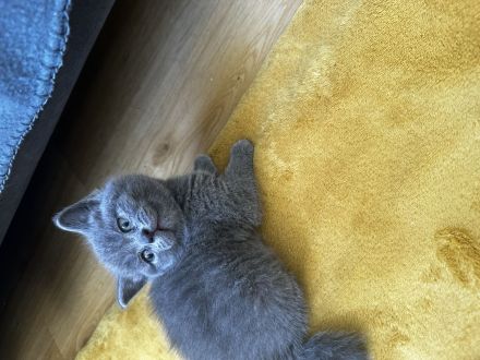 BKH Kitten zu verkaufen