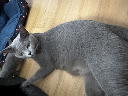 BKH Kitten zu verkaufen