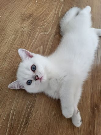 🐾 Reinrassige BKH-Kitten suchen liebevolles Zuhause 🐾