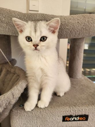 🐾 Reinrassige BKH-Kitten suchen liebevolles Zuhause 🐾