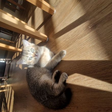 🐾 Reinrassige BKH-Kitten suchen liebevolles Zuhause 🐾