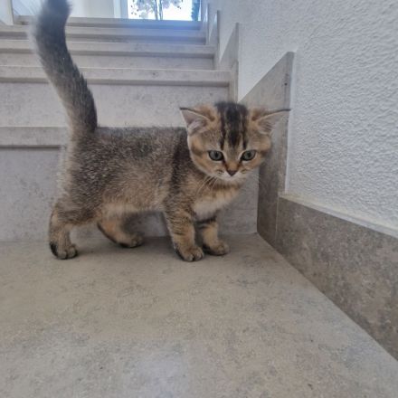 🐾 Reinrassige BKH-Kitten suchen liebevolles Zuhause 🐾