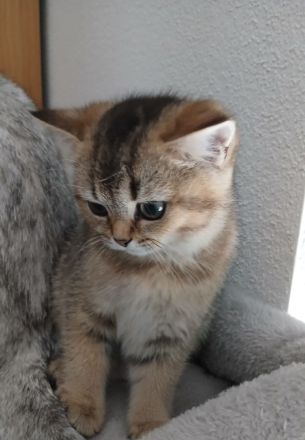 🐾 Reinrassige BKH-Kitten suchen liebevolles Zuhause 🐾