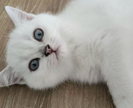 🐾 Reinrassige BKH-Kitten suchen liebevolles Zuhause 🐾