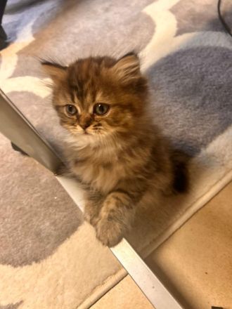 BKH Kitten zwei Mädchen Abgabe ab 18.10.26