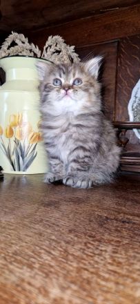 BKH Kitten Mädchen und Junge Abgabe ab 18.10.26