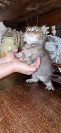 BKH Kitten Mädchen und Junge Abgabe ab 18.10.26
