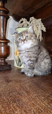 BKH Kitten Mädchen und Junge Abgabe ab 18.10.26