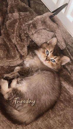 BKH Kitten zwei Mädchen Abgabe ab 18.10.26