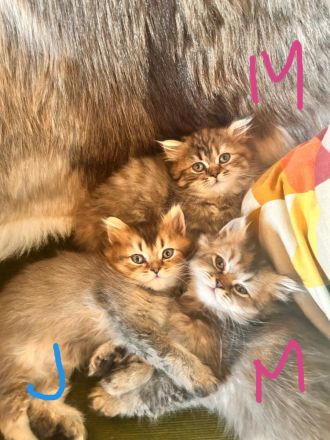 BKH Kitten zwei Mädchen Abgabe ab 18.10.26